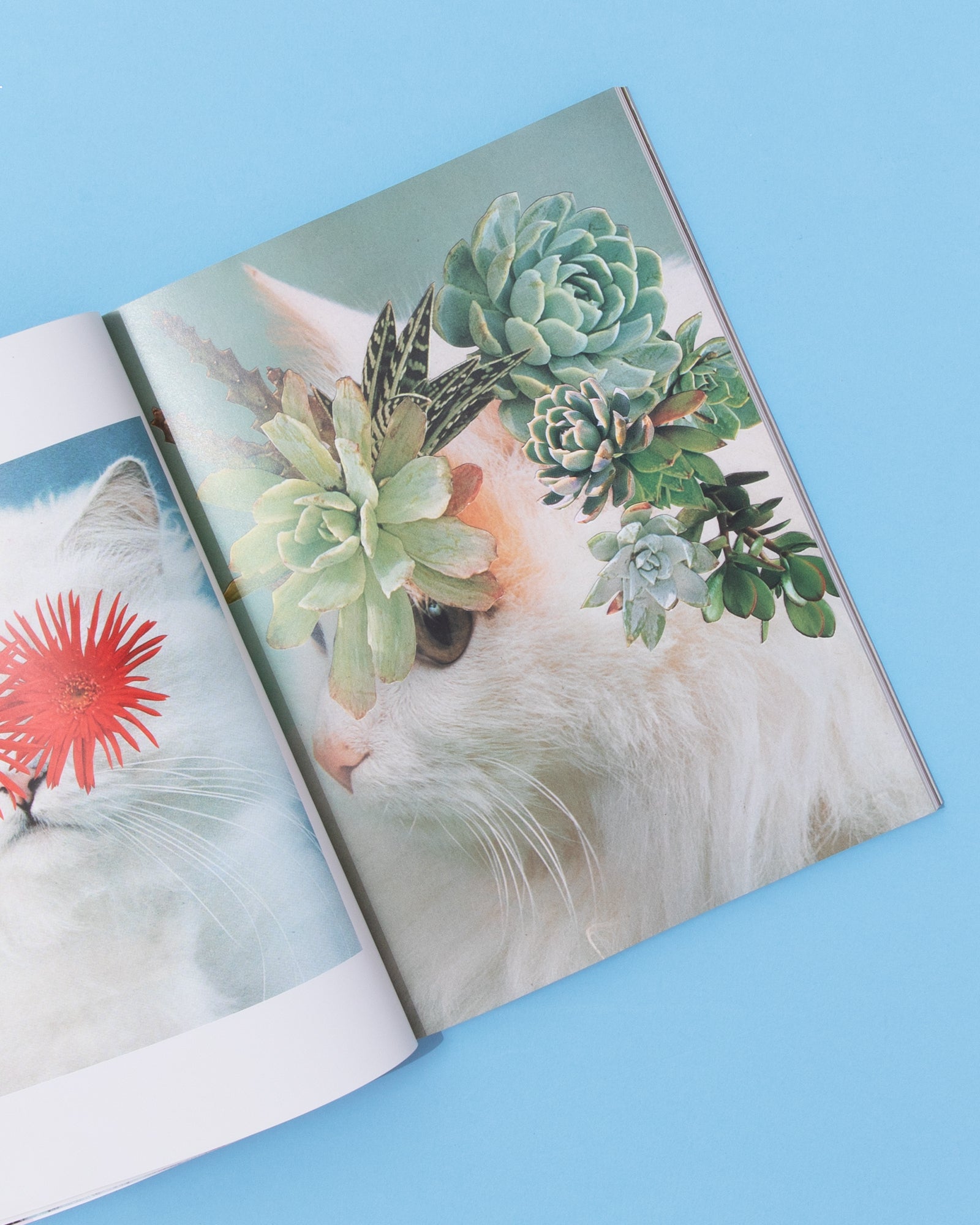 Catnip Magazine