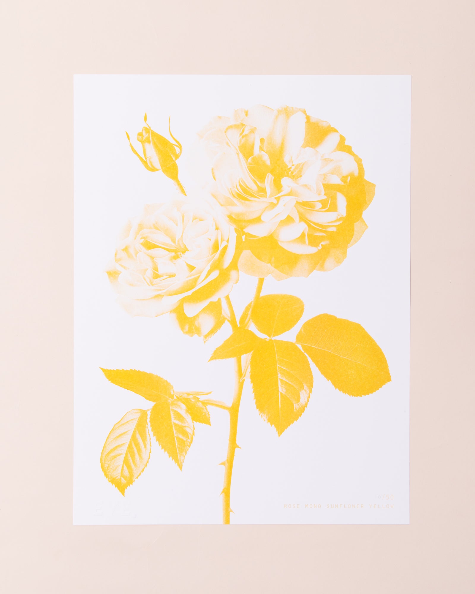 Eve Print Studio Rose Print