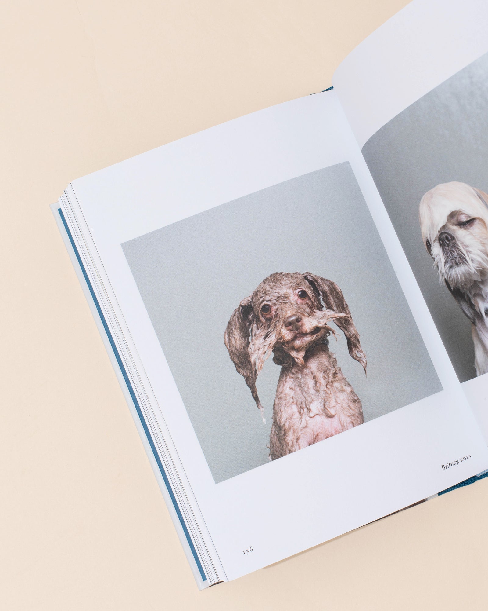 Hoxton Mini Press New Photography Of The Dog
